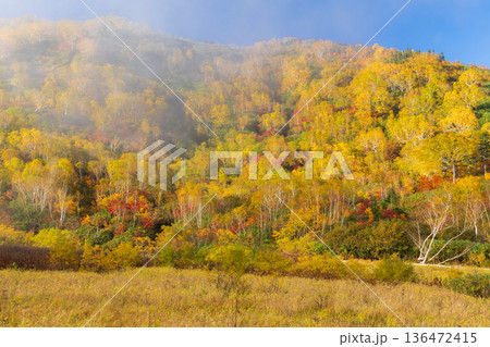 秋の長野県小谷村 紅葉の栂池高原 栂池自然園 秋の長野県小谷村 紅葉の栂池高原 栂池自然園 136472415