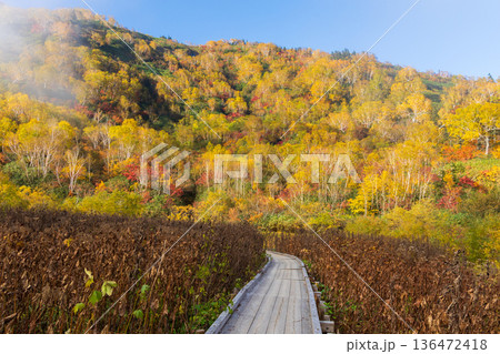 秋の長野県小谷村　紅葉の栂池高原　栂池自然園 136472418