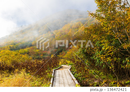 秋の長野県小谷村 紅葉の栂池高原 栂池自然園 秋の長野県小谷村 紅葉の栂池高原 栂池自然園 136472421