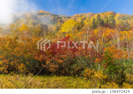 秋の長野県小谷村 紅葉の栂池高原 栂池自然園 秋の長野県小谷村 紅葉の栂池高原 栂池自然園 136472424