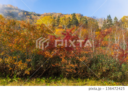 秋の長野県小谷村 紅葉の栂池高原 栂池自然園 秋の長野県小谷村 紅葉の栂池高原 栂池自然園 136472425