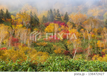 秋の長野県小谷村 紅葉の栂池高原 栂池自然園 秋の長野県小谷村 紅葉の栂池高原 栂池自然園 136472427