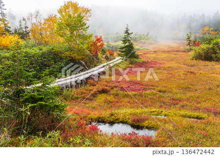 秋の長野県小谷村　紅葉の栂池高原　栂池自然園 136472442