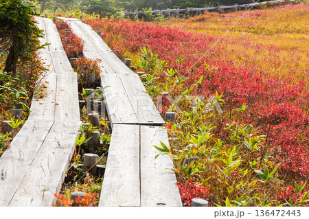 秋の長野県小谷村 紅葉の栂池高原 栂池自然園 秋の長野県小谷村 紅葉の栂池高原 栂池自然園 136472443