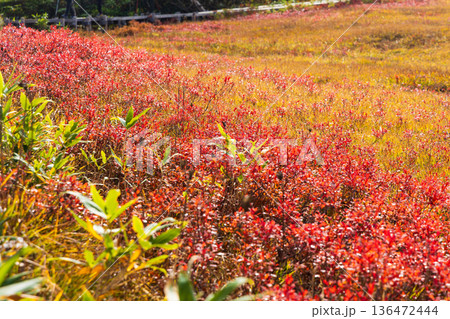 秋の長野県小谷村　紅葉の栂池高原　栂池自然園 136472444