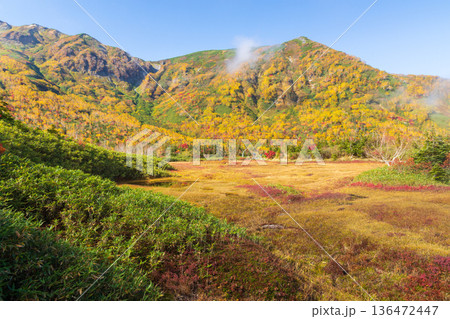 秋の長野県小谷村　紅葉の栂池高原　栂池自然園 136472447