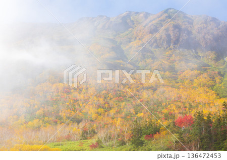 秋の長野県小谷村　紅葉の栂池高原　栂池自然園 136472453