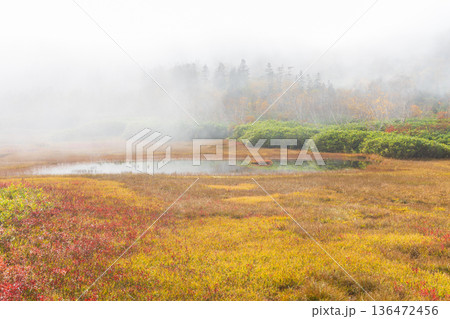 秋の長野県小谷村　紅葉の栂池高原　栂池自然園 136472456