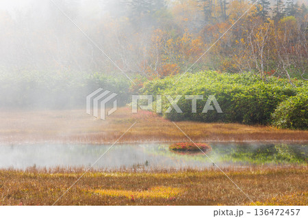 秋の長野県小谷村　紅葉の栂池高原　栂池自然園 136472457