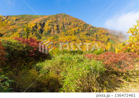 秋の長野県小谷村　紅葉の栂池高原　栂池自然園 136472461