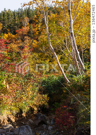 秋の長野県小谷村 紅葉の栂池高原 栂池自然園 秋の長野県小谷村 紅葉の栂池高原 栂池自然園 136472465