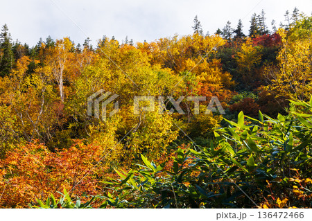 秋の長野県小谷村　紅葉の栂池高原　栂池自然園 136472466