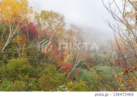 秋の長野県小谷村 紅葉の栂池高原 栂池自然園 秋の長野県小谷村 紅葉の栂池高原 栂池自然園 136472469