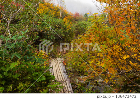 秋の長野県小谷村　紅葉の栂池高原　栂池自然園 136472472