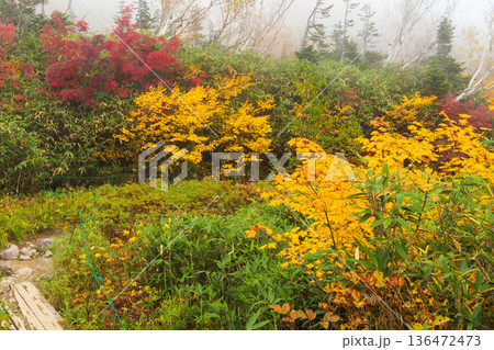 秋の長野県小谷村　紅葉の栂池高原　栂池自然園 136472473