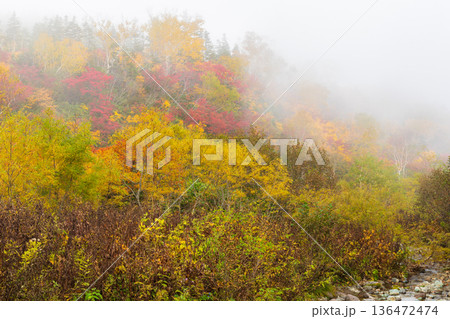 秋の長野県小谷村 紅葉の栂池高原 栂池自然園 秋の長野県小谷村 紅葉の栂池高原 栂池自然園 136472474