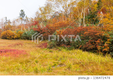 秋の長野県小谷村　紅葉の栂池高原　栂池自然園 136472478