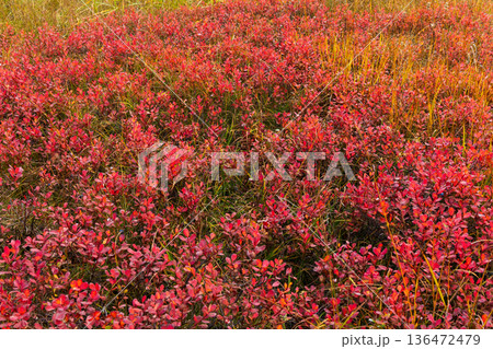 秋の長野県小谷村　紅葉の栂池高原　栂池自然園 136472479