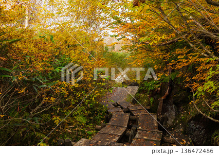 秋の長野県小谷村 紅葉の栂池高原 栂池自然園 秋の長野県小谷村 紅葉の栂池高原 栂池自然園 136472486