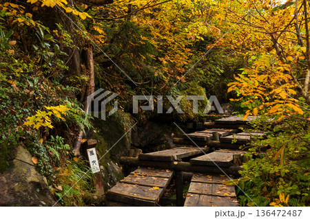 秋の長野県小谷村 紅葉の栂池高原 栂池自然園 秋の長野県小谷村 紅葉の栂池高原 栂池自然園 136472487