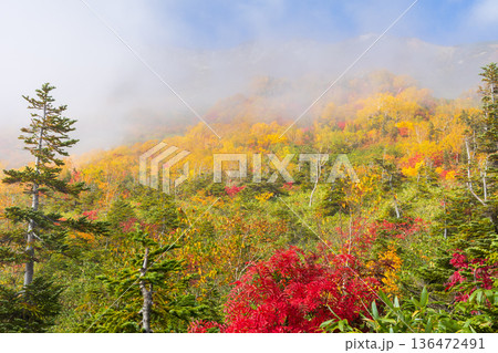 秋の長野県小谷村 紅葉の栂池高原 栂池自然園 秋の長野県小谷村 紅葉の栂池高原 栂池自然園 136472491