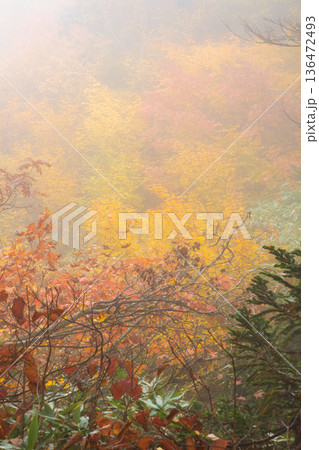 秋の長野県小谷村 紅葉の栂池高原 栂池自然園 秋の長野県小谷村 紅葉の栂池高原 栂池自然園 136472493