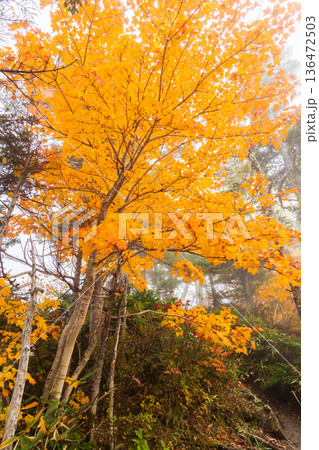 秋の長野県小谷村　紅葉の栂池高原　栂池自然園 136472503
