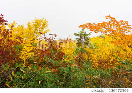 秋の長野県小谷村 紅葉の栂池高原 栂池自然園 秋の長野県小谷村 紅葉の栂池高原 栂池自然園 136472505