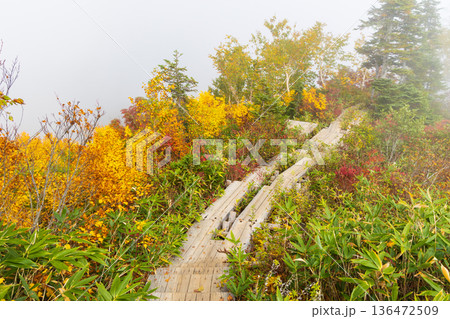 秋の長野県小谷村　紅葉の栂池高原　栂池自然園 136472509