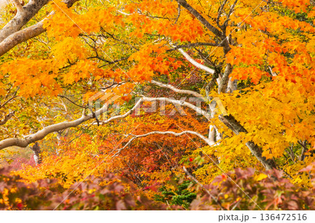 秋の長野県小谷村 紅葉の栂池高原 栂池自然園 秋の長野県小谷村 紅葉の栂池高原 栂池自然園 136472516