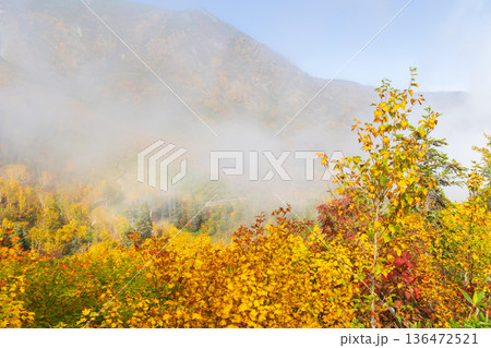 秋の長野県小谷村　紅葉の栂池高原　栂池自然園 136472521
