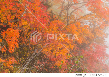 秋の長野県小谷村 紅葉の栂池高原 栂池自然園 秋の長野県小谷村 紅葉の栂池高原 栂池自然園 136472522