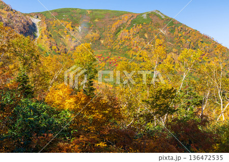 秋の長野県小谷村　紅葉の栂池高原　栂池自然園 136472535