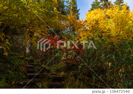 秋の長野県小谷村　紅葉の栂池高原　栂池自然園 136472540