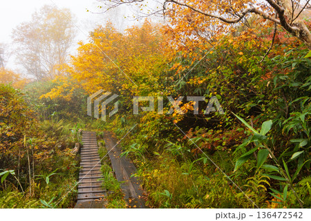 秋の長野県小谷村 紅葉の栂池高原 栂池自然園 秋の長野県小谷村 紅葉の栂池高原 栂池自然園 136472542