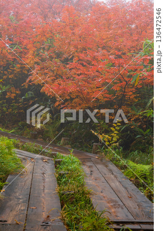 秋の長野県小谷村 紅葉の栂池高原 栂池自然園 秋の長野県小谷村 紅葉の栂池高原 栂池自然園 136472546