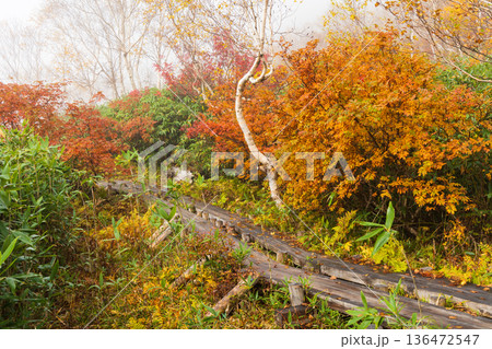 秋の長野県小谷村 紅葉の栂池高原 栂池自然園 秋の長野県小谷村 紅葉の栂池高原 栂池自然園 136472547