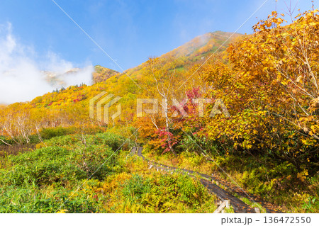 秋の長野県小谷村 紅葉の栂池高原 栂池自然園 秋の長野県小谷村 紅葉の栂池高原 栂池自然園 136472550