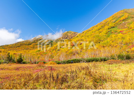 秋の長野県小谷村　紅葉の栂池高原　栂池自然園 136472552