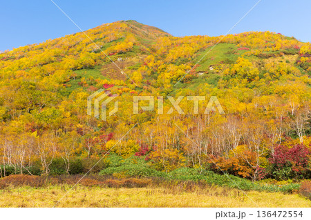 秋の長野県小谷村 紅葉の栂池高原 栂池自然園 秋の長野県小谷村 紅葉の栂池高原 栂池自然園 136472554