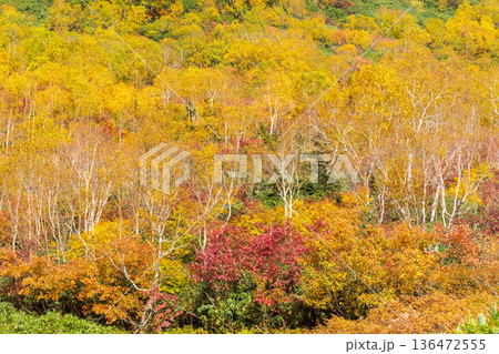 秋の長野県小谷村　紅葉の栂池高原　栂池自然園 136472555