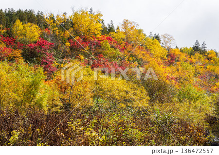 秋の長野県小谷村　紅葉の栂池高原　栂池自然園 136472557