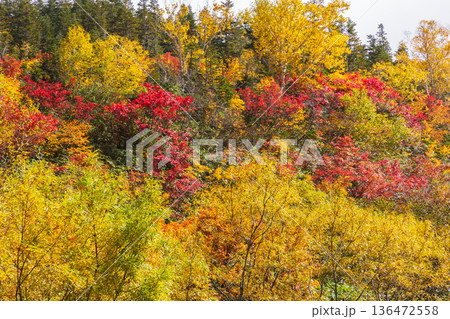 秋の長野県小谷村　紅葉の栂池高原　栂池自然園 136472558