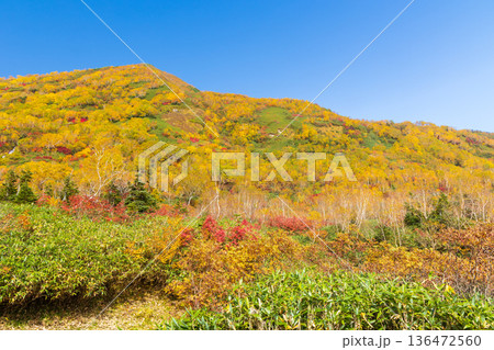 秋の長野県小谷村 紅葉の栂池高原 栂池自然園 秋の長野県小谷村 紅葉の栂池高原 栂池自然園 136472560