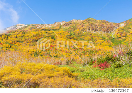 秋の長野県小谷村 紅葉の栂池高原 栂池自然園 秋の長野県小谷村 紅葉の栂池高原 栂池自然園 136472567