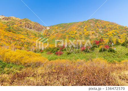 秋の長野県小谷村　紅葉の栂池高原　栂池自然園 136472570