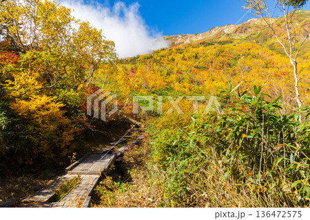 秋の長野県小谷村　紅葉の栂池高原　栂池自然園 136472575