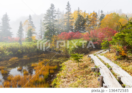 秋の長野県小谷村 紅葉の栂池高原 栂池自然園 秋の長野県小谷村 紅葉の栂池高原 栂池自然園 136472585