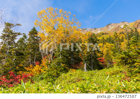 秋の長野県小谷村　紅葉の栂池高原　栂池自然園 136472587