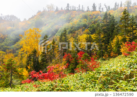 秋の長野県小谷村　紅葉の栂池高原　栂池自然園 136472590